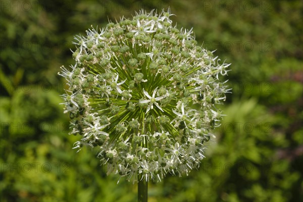 White ornamental leek