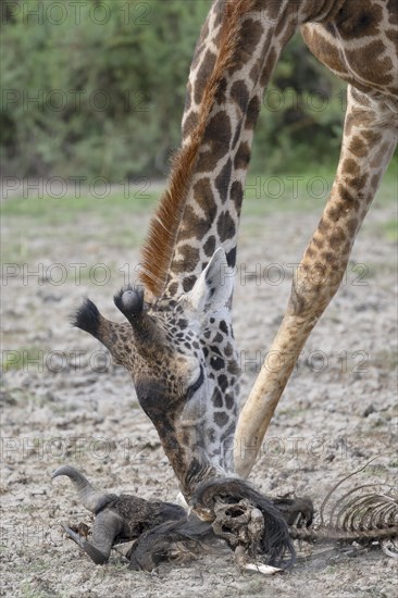 Masai giraffe