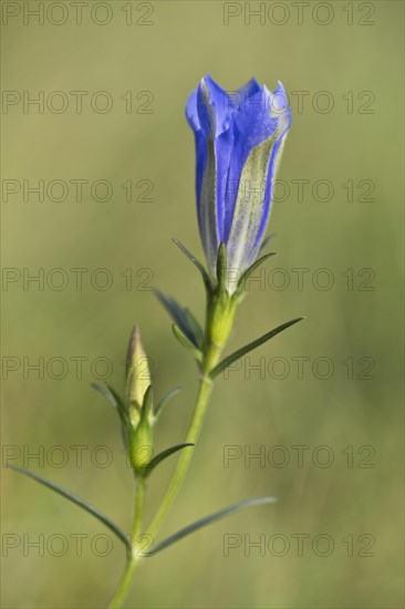 Marsh gentian