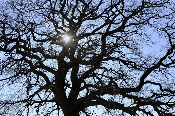 Tree crown