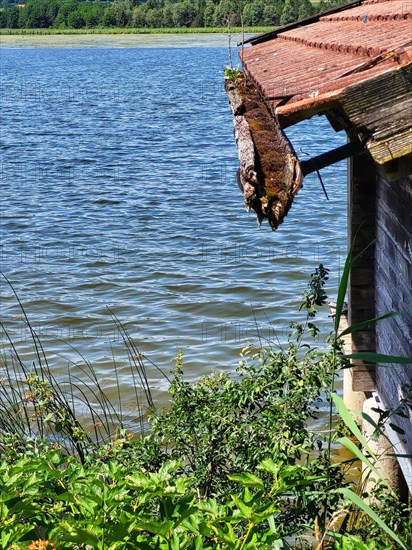 Boat hut on the lake with a gutter overgrown with moss