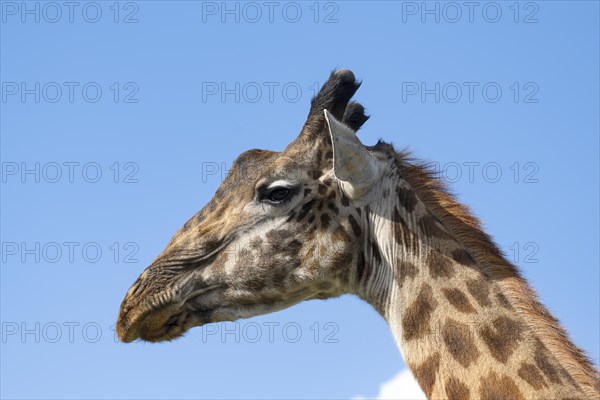 Masai giraffe