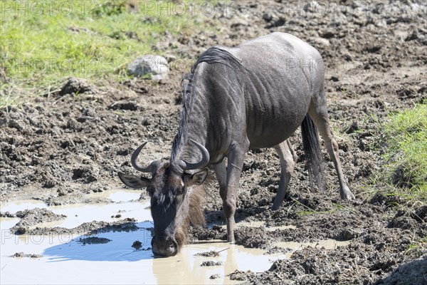 Wildebeest