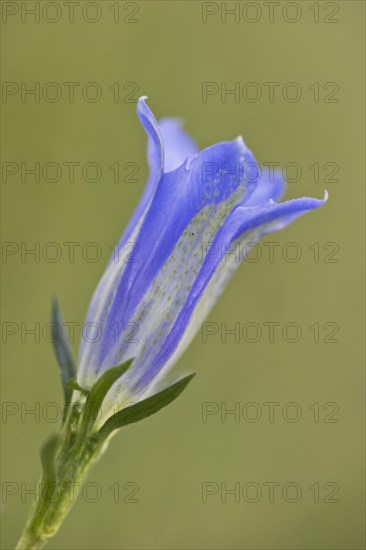 Marsh gentian