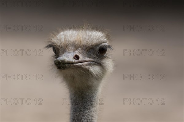 South African ostrich