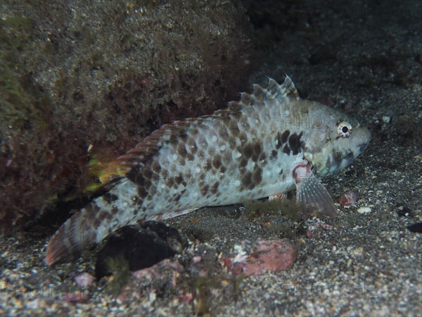 Mediterranean parrotfish