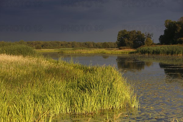 Evening mood in the floodplain forest