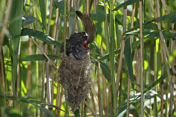 Common cuckoo