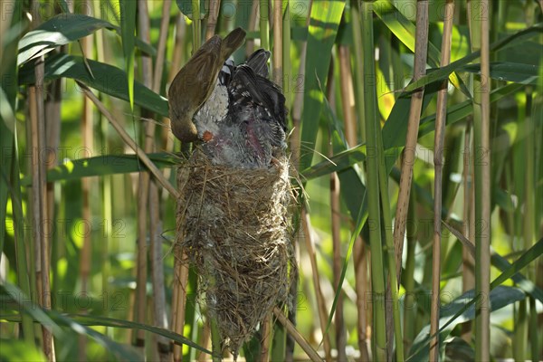 Common cuckoo