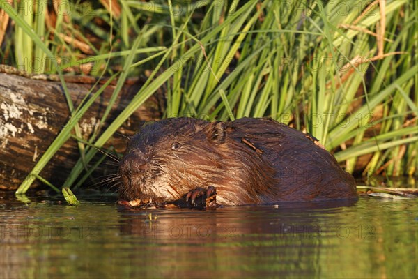 Beaver