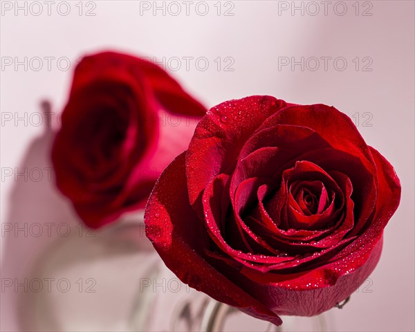 View valentine s day concept with roses