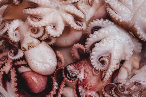 Raw octopus background