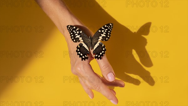 Close up view butterfly hand