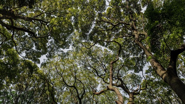 Forest with trees close up