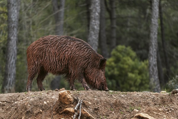 Wild boars nature