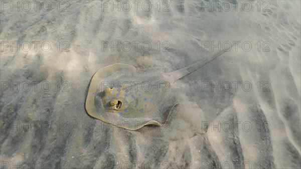 Stingray searches for food at the bottom on sunny day. Blue spotted Stingray or Bluespotted Ribbontail Ray