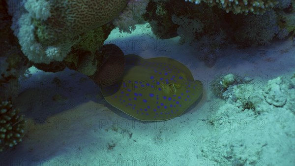 Blue spotted Stingray or Bluespotted Ribbontail Ray