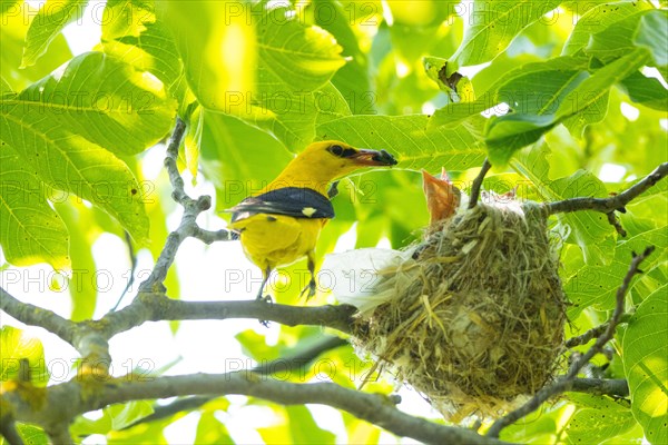 Eurasian golden oriole