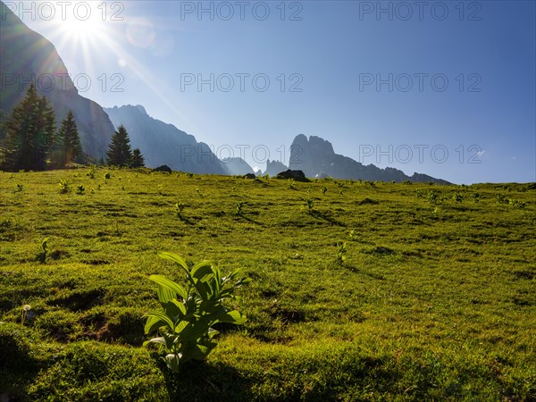 Alpine meadow in front of the peaks of the Gosaukamm