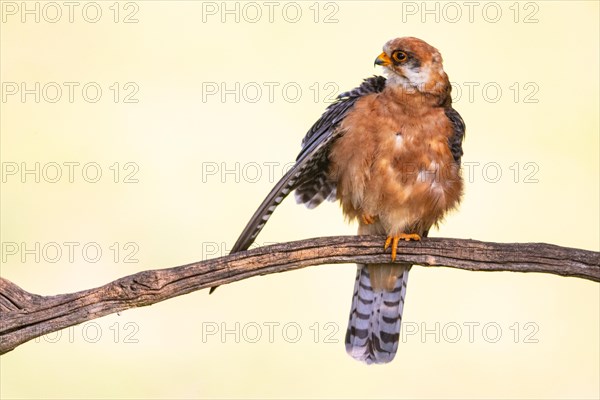 Red-footed Falcon