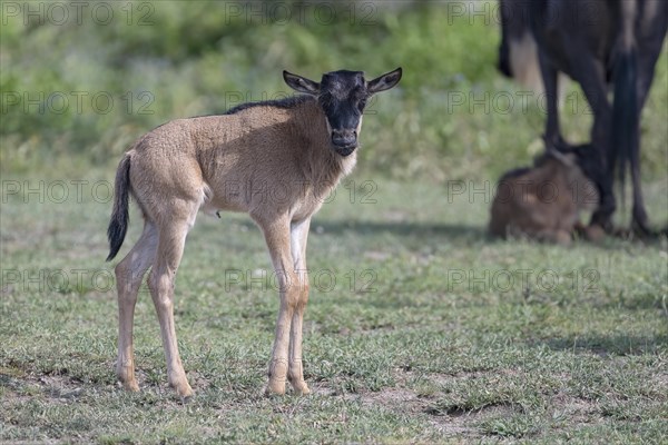 Wildebeest