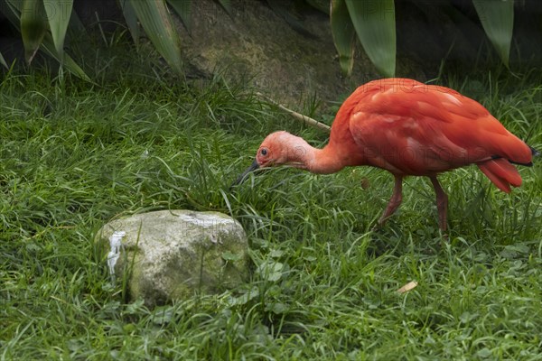 Scarlet ibis