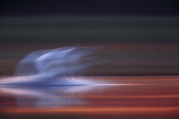 Mute Swan