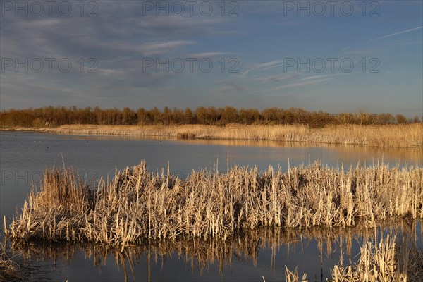 Wetland near Frose