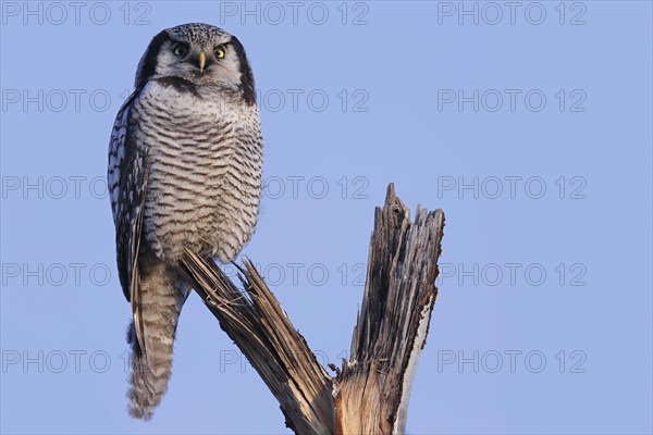 Northern hawk owl