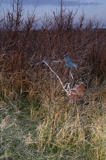 Marine litter washed up on the beach