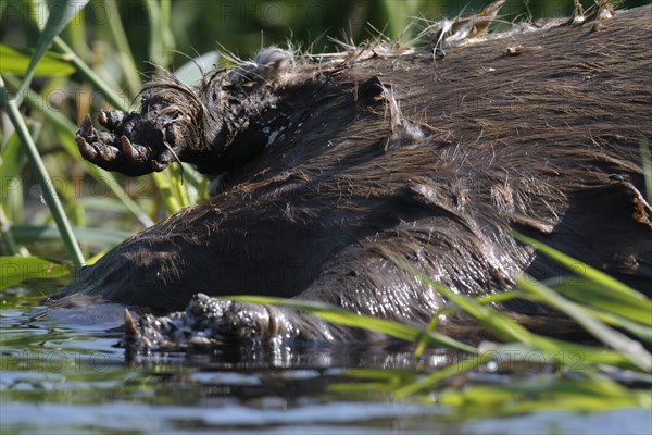 Beaver