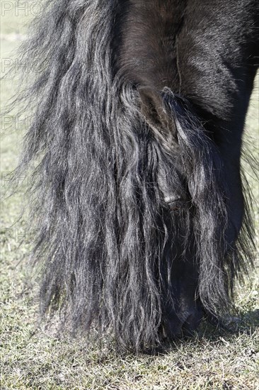 Stallion of a Friesian