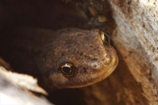 Common newt