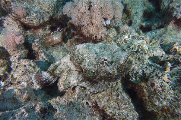 Well camouflaged humphead dragonhead