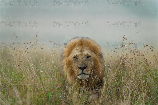 Maned lion