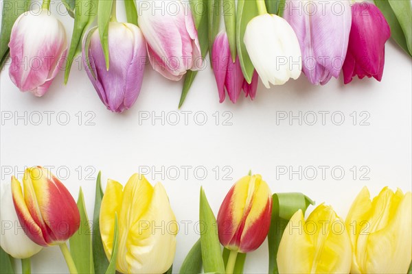 Top view tulips flowers