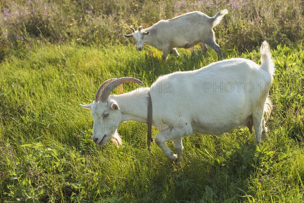 Group white goats farm eating