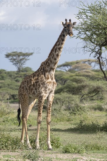 Masai giraffe