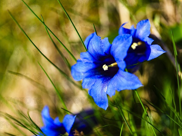 Broad-leaved gentian