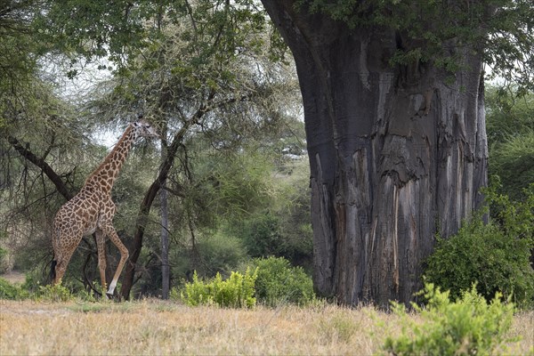 Masai giraffe