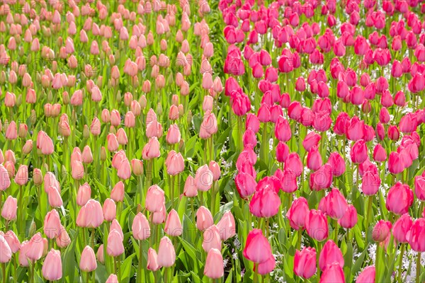 Tulip field with many pink tulips in bloom