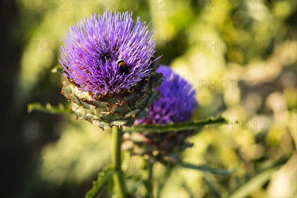 Flowering artichokes in a garden