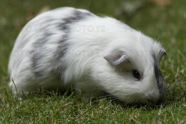 Domestic guinea pig