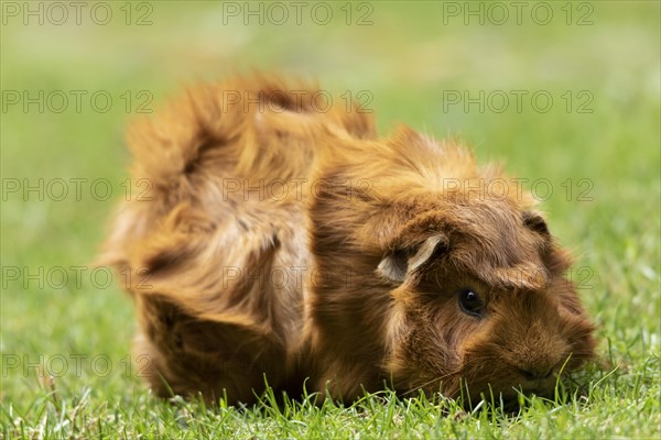 Domestic guinea pig