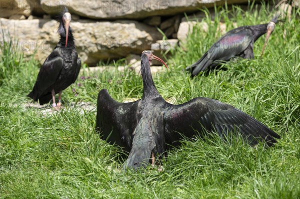 Northern bald ibis