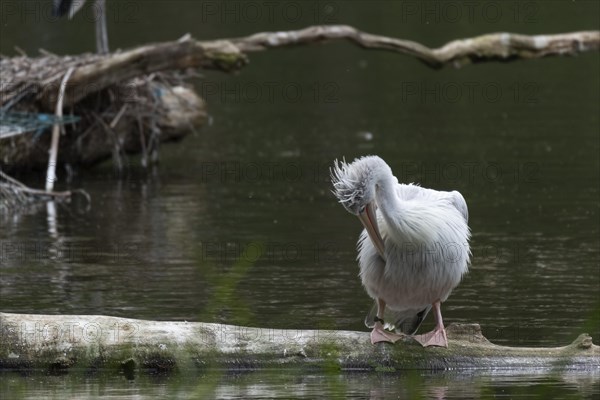 Pink-backed pelican