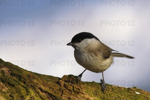 Marsh Tit