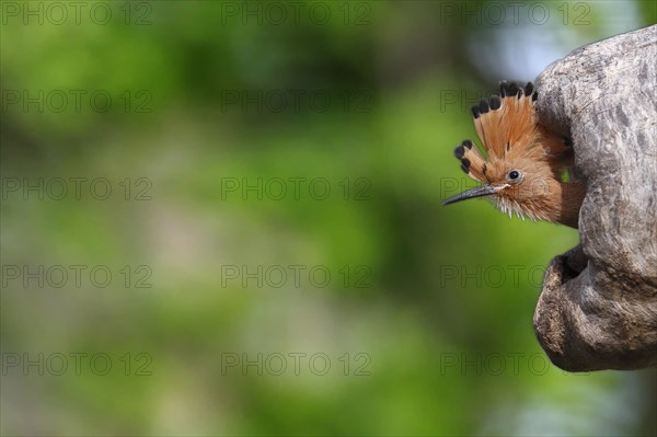 Hoopoe