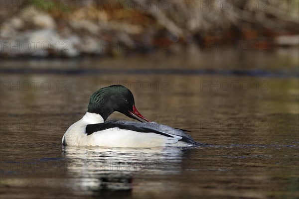 Common merganser