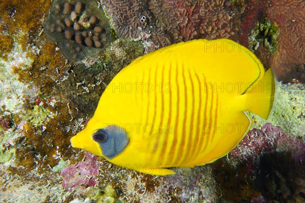 Bluecheek butterflyfish